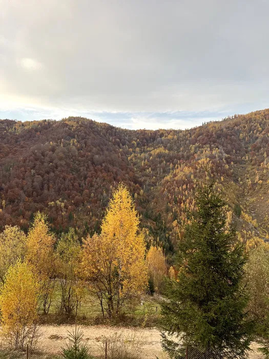 Teren 5ha in Muntii Apuseni, 2 Cabane, 3 parcele, padure, munte, in Valea Ierii